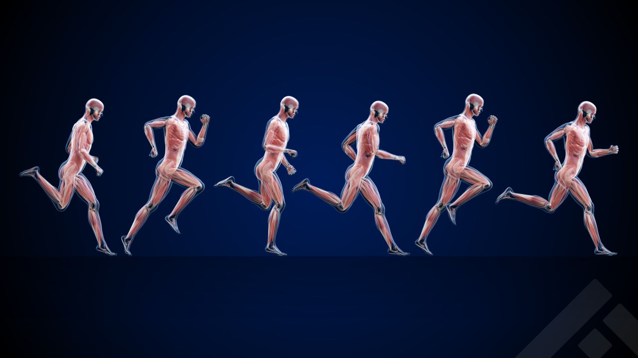 Muscles groups in running