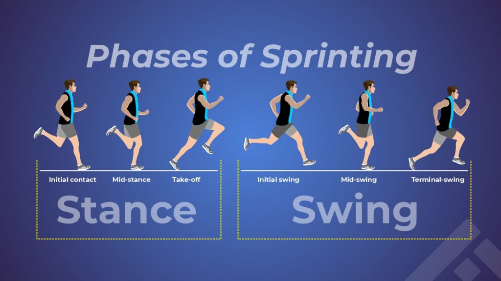 Running gait cycle
