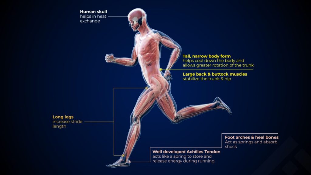 Physical features that help us run