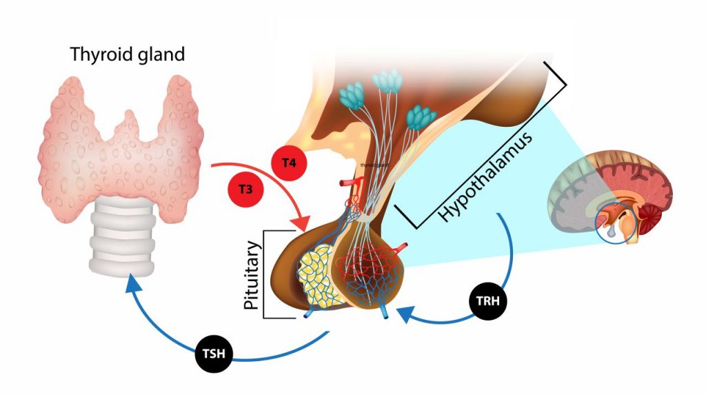 hormones and structures involved in hypothyroidism