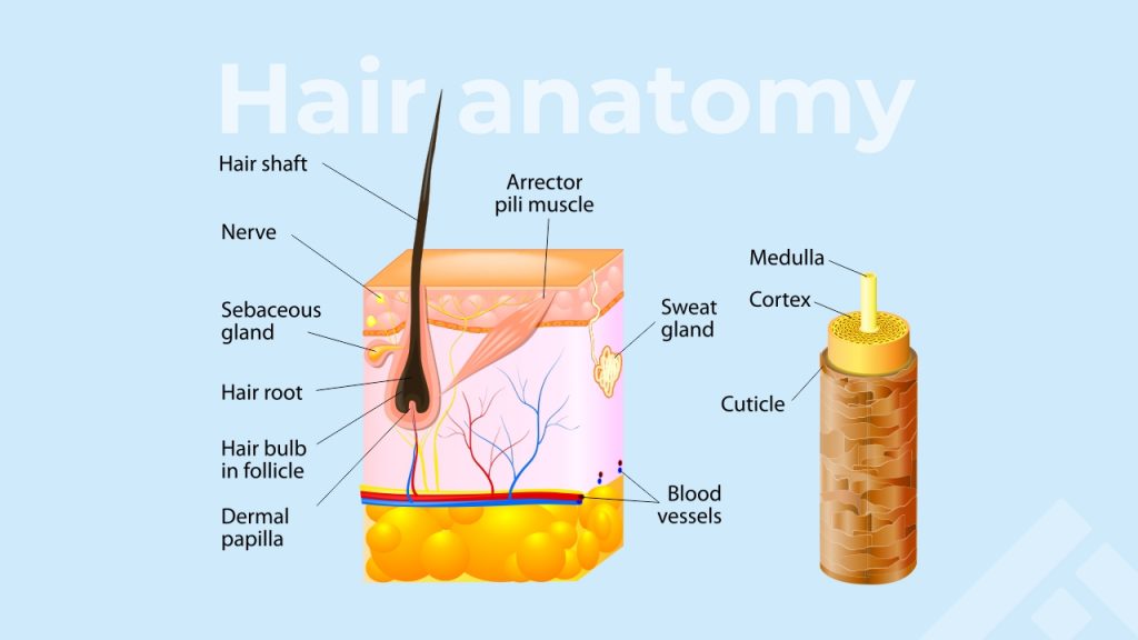 Hair anatomy and structure