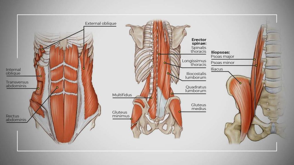 Muscles that make up the core