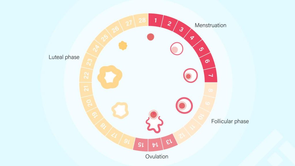 Phases of a menstrual cycle