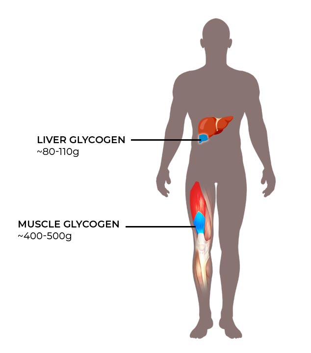 Glycogen stored in the liver and muscles