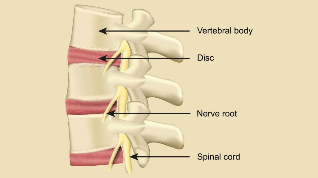 anatomical structure of back bone