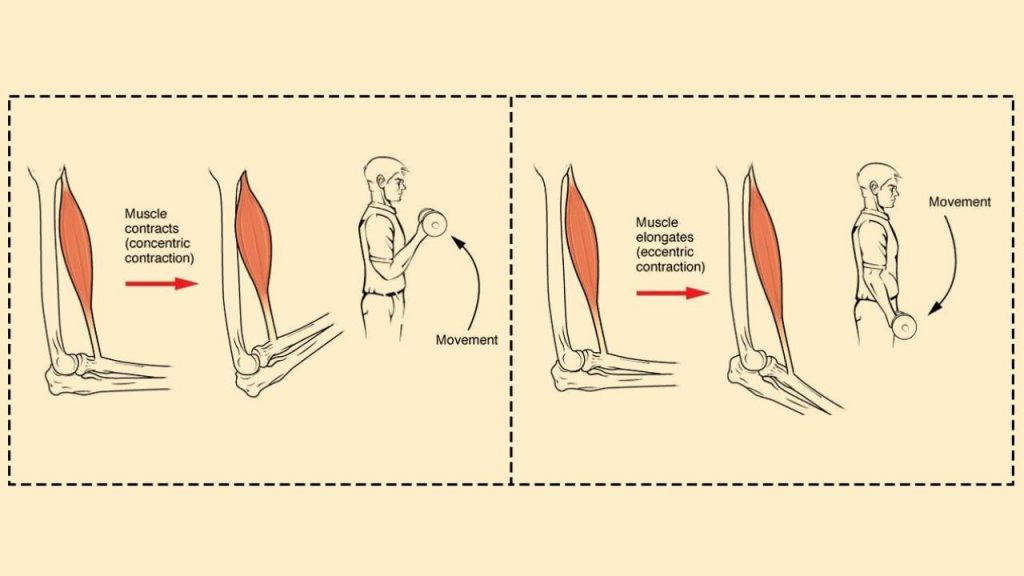 Eccentric and concentric contractions during a bicep curl 