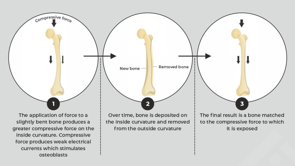 How aerobic exercise stimulates bone growth 