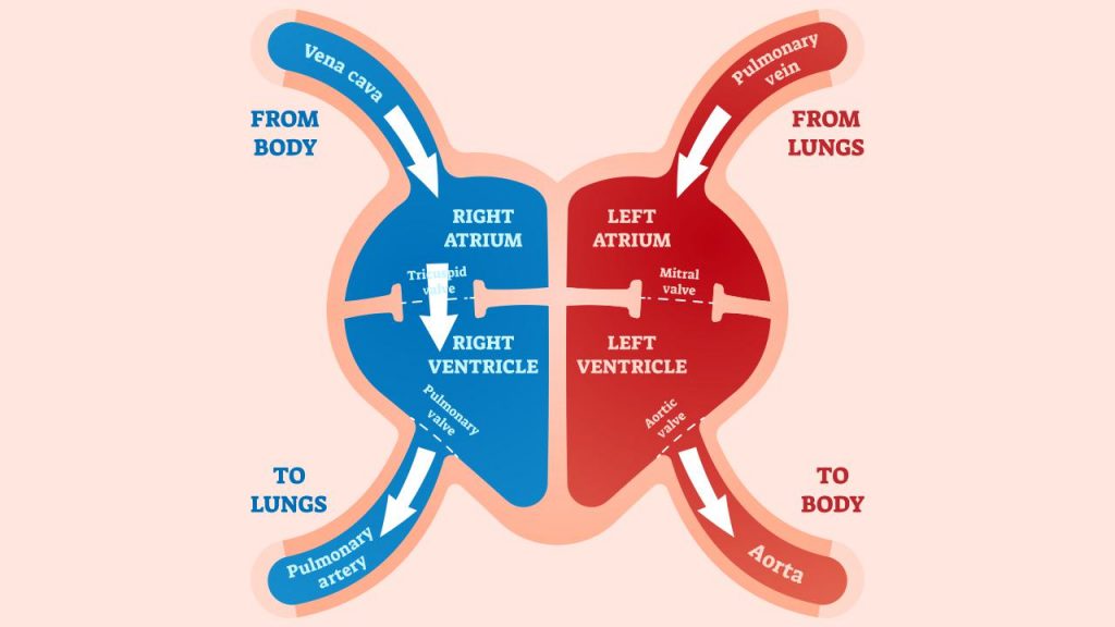 Functioning of the heart