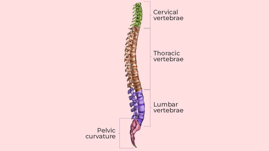 Good standing posture (right side) compared to misalignment of the spine, which causes various maladapted postural positions