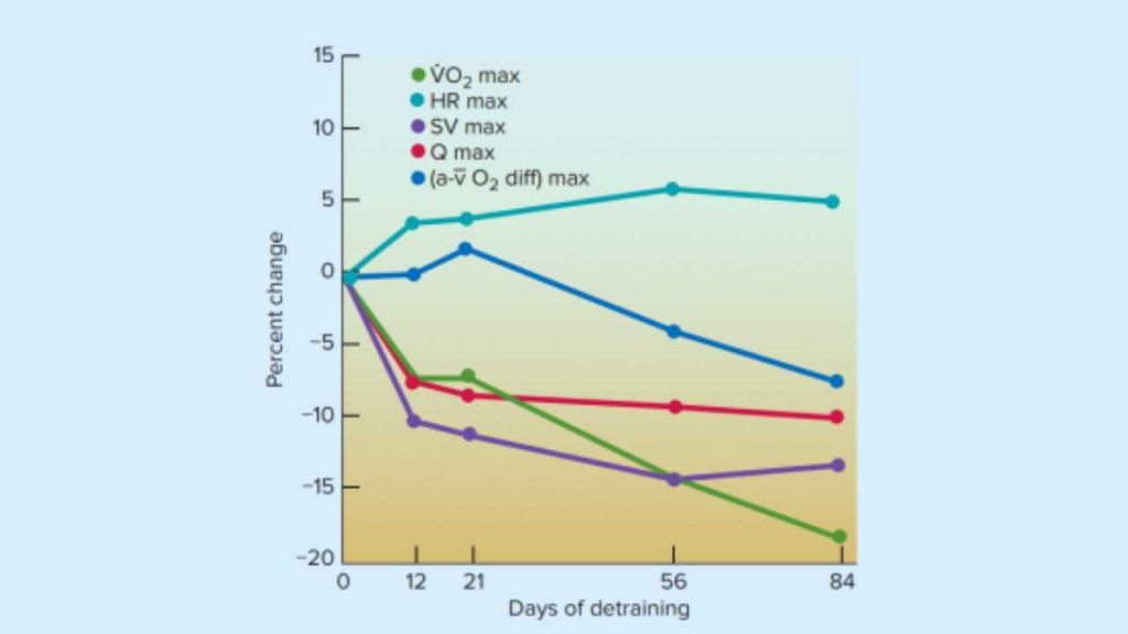 Changes in endurance with detraining