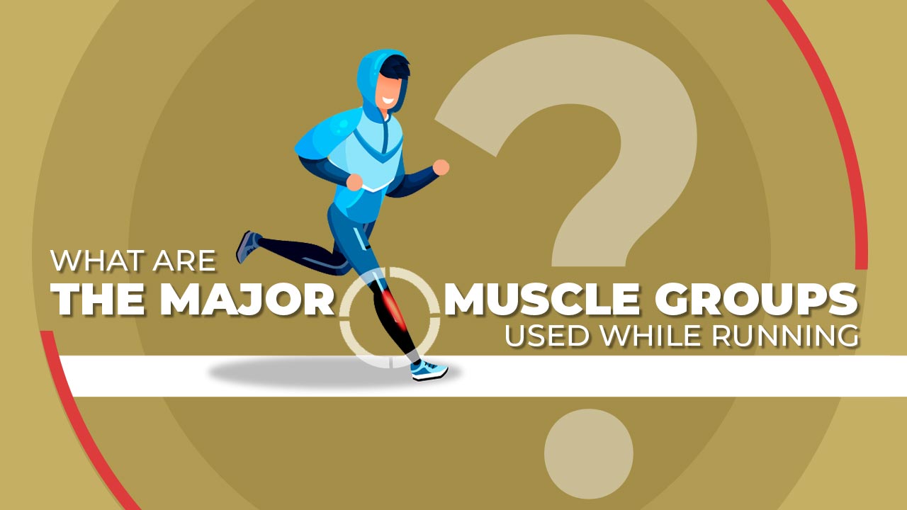 What are the Major Muscle Groups Used while Running?