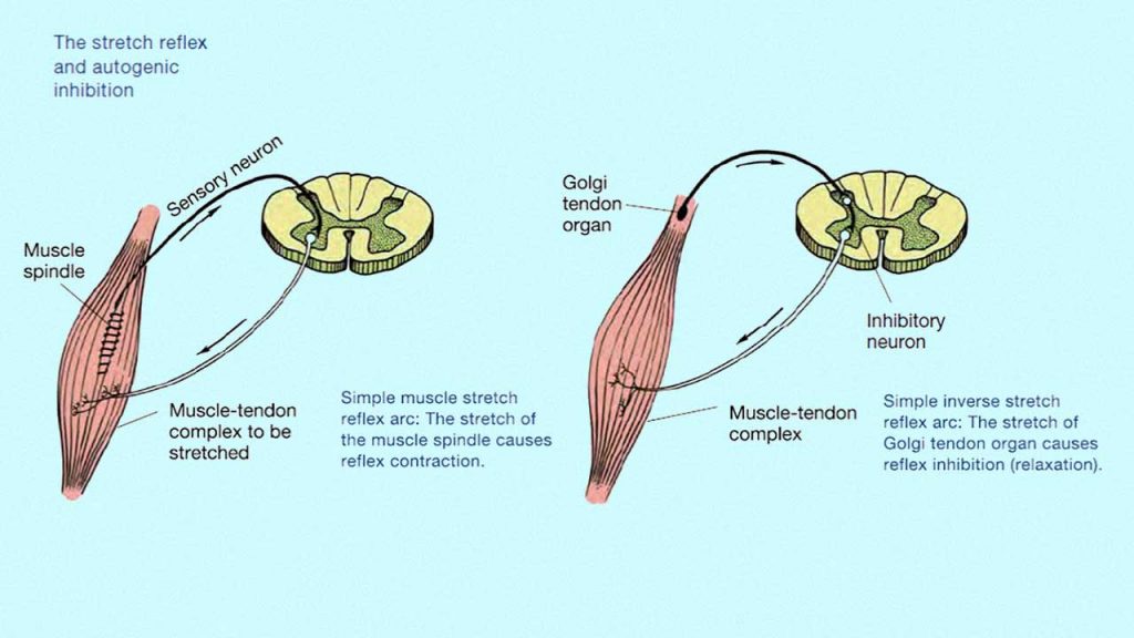 Physiology of the cramp