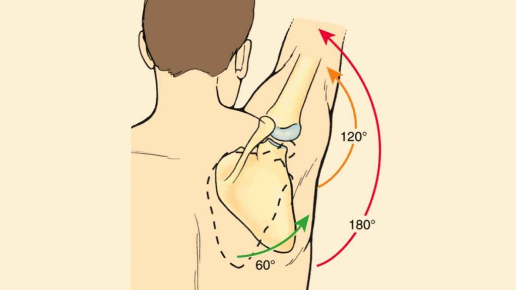 An illustration of scapulohumeral rhythm