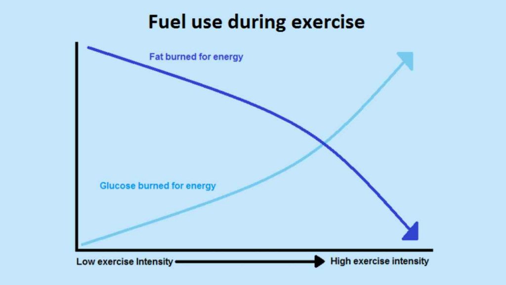 fuel use during exercise